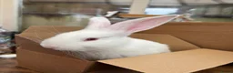 Continental Giant rabbits for sale: Continental Giant Rabbit  - Advert 4
