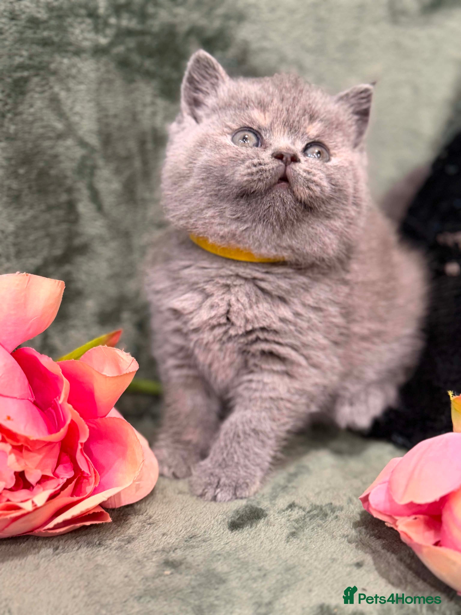 British Shorthair cats CHUNKY BSH KITTENS  - Advert 2
