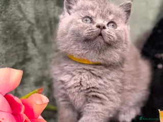 British Shorthair cats CHUNKY BSH KITTENS - Advert 2