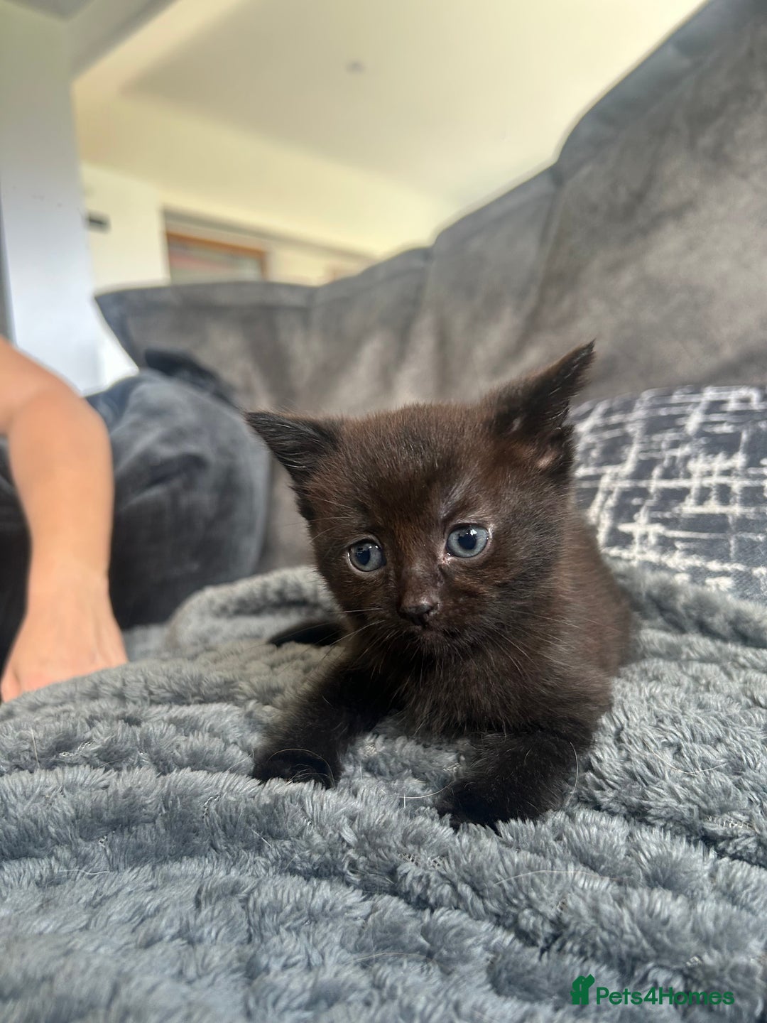 Mixed Breed cats for sale: Beautiful mixed kittens  - Image 4