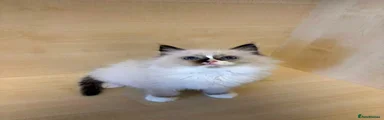 Ragdoll Kitten 4