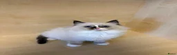 Ragdoll cats for sale: There are also 3male 1 famale - Advert 5