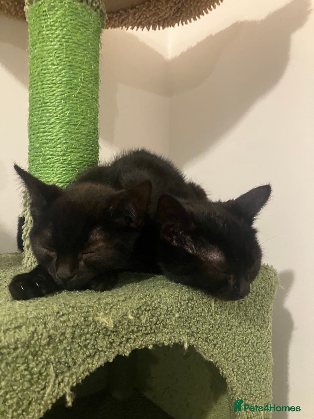 Domestic Shorthair cats for sale: 3 gorgeous kittens looking for their forever home. - Advert 3