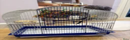 Cockatiels birds for sale: 15 month old male cockatiel - Advert 6