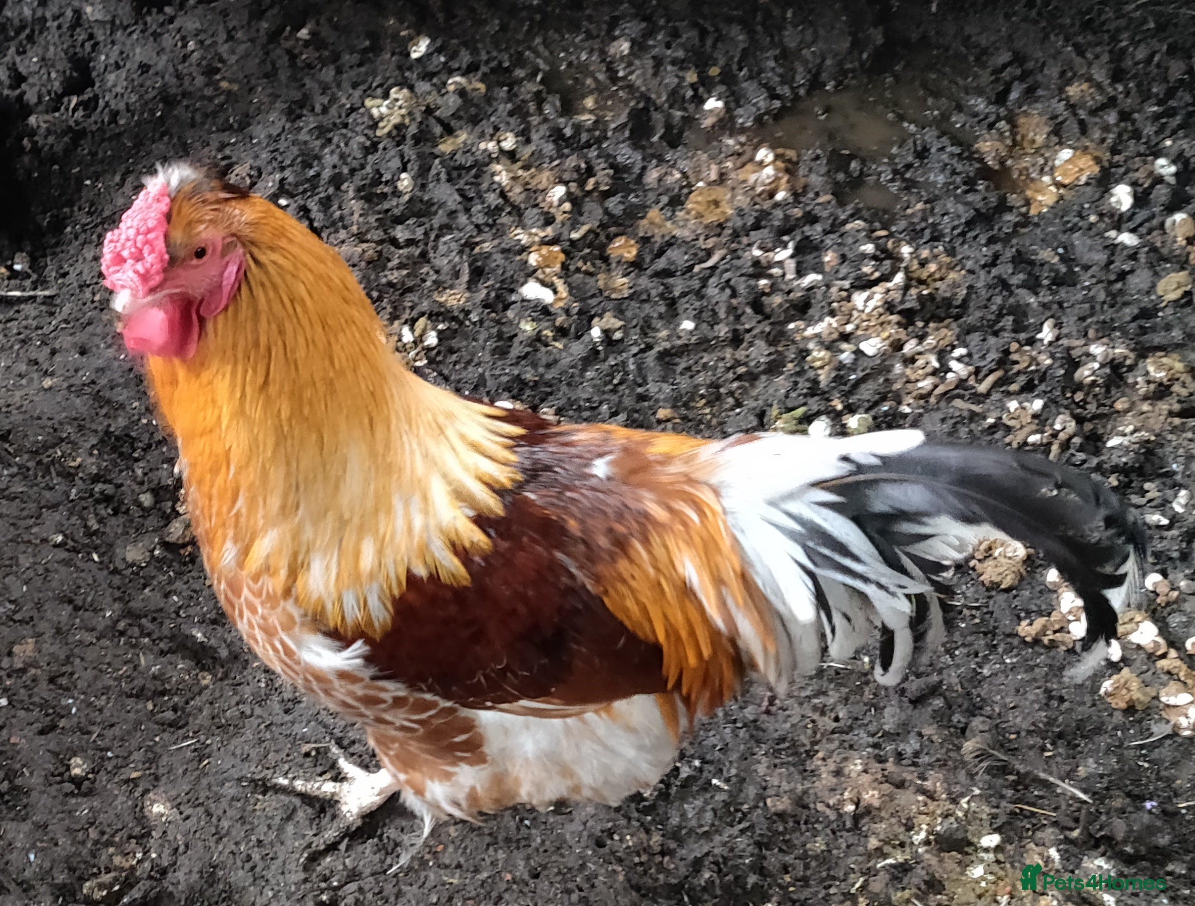 Chickens poultry Rooster for sale  - Advert 1