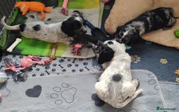 Sprocker dogs for sale: STRIKING SPROCKER SPANIEL PUPPIES  - Image 7