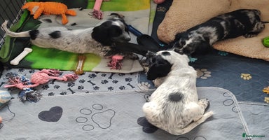 Sprocker dogs - Advert 2