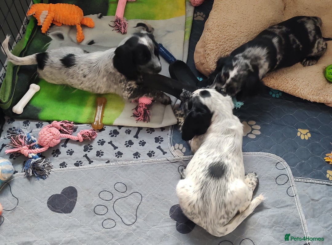 Sprocker dogs for sale: STRIKING SPROCKER SPANIEL PUPPIES  - Image 7