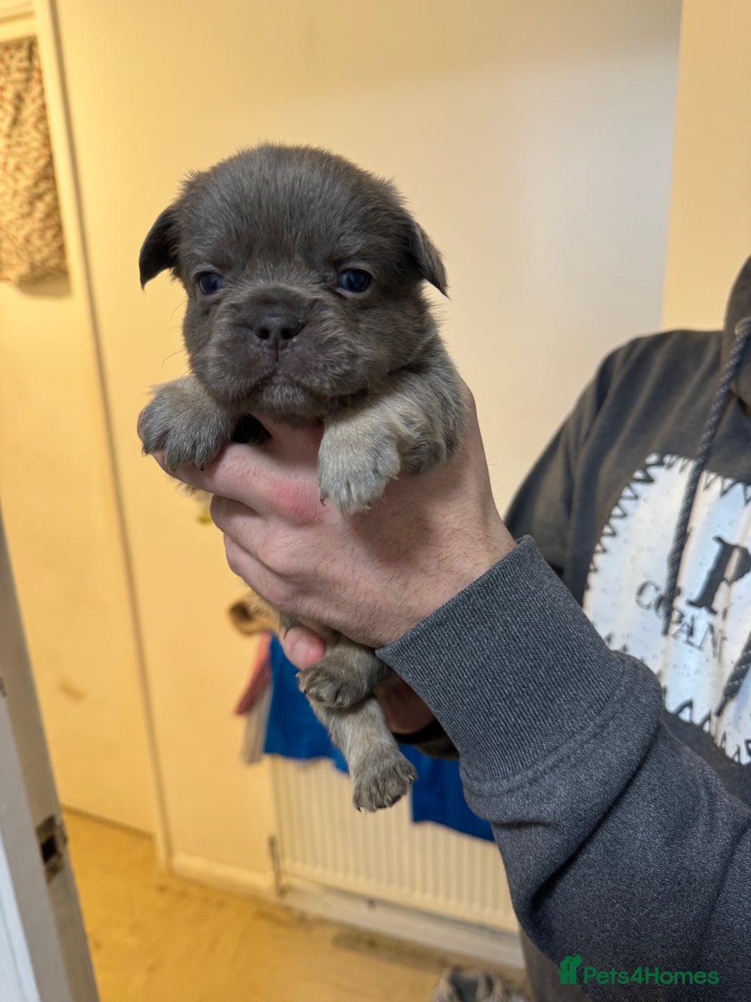 French Bulldog dogs for sale: French bull dogs  - Advert 2