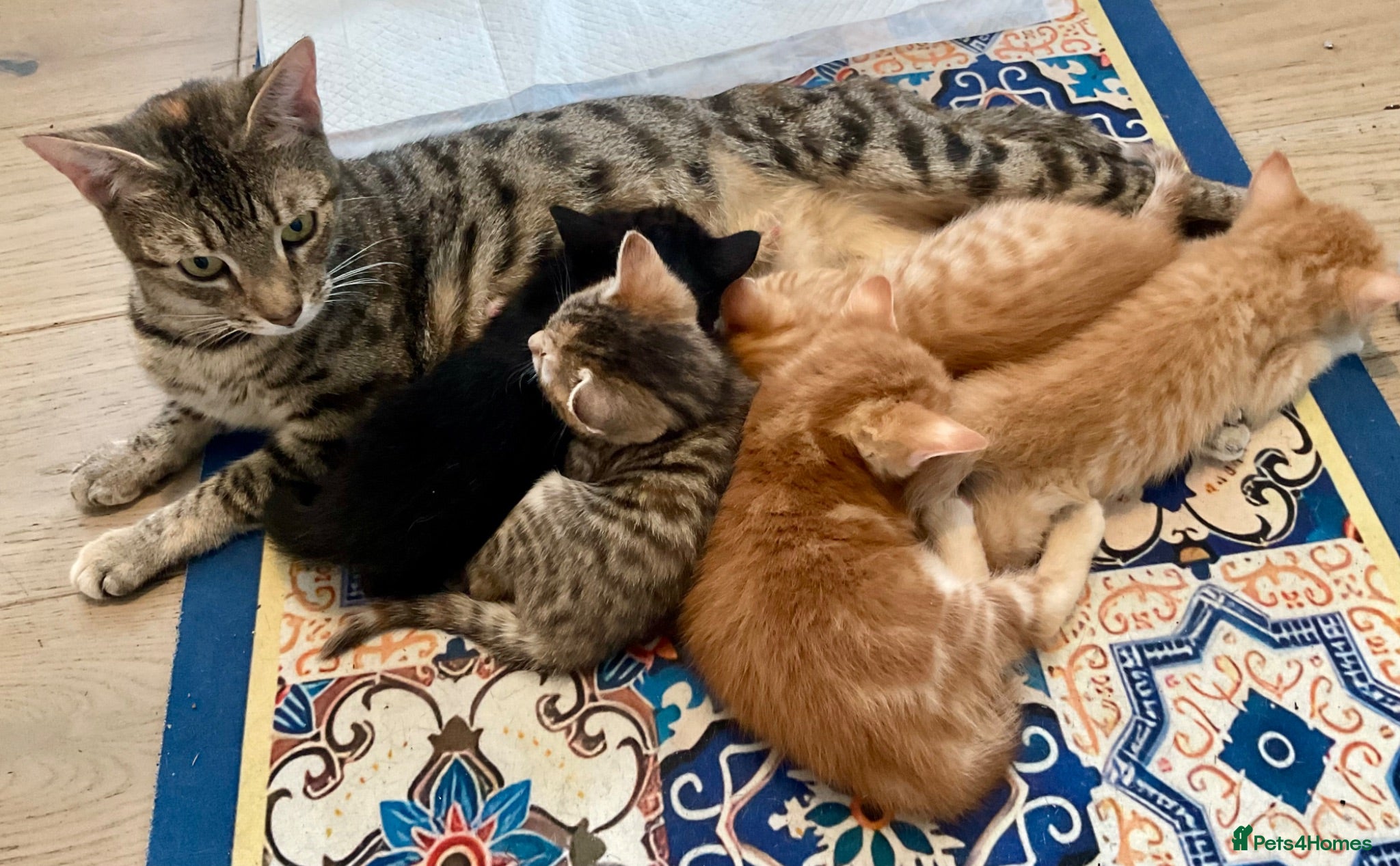 Mixed Breed cats Adorable bengal&tabby mix kittens  - Advert 2