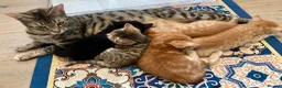 Mixed Breed cats for sale: Amiable mixed kittens  - Advert 1