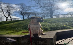 Shepsky dogs for sale: Beautiful Bitch for adoption we don’t want money - Image 15