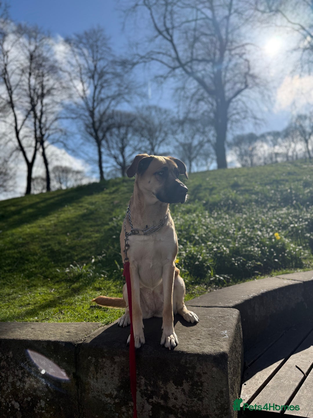 Shepsky dogs for sale: Beautiful Bitch for adoption we don’t want money - Image 15