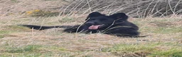 German Shepherd dogs for sale: German Shepherd Long Hair Black Litter  - Advert 15
