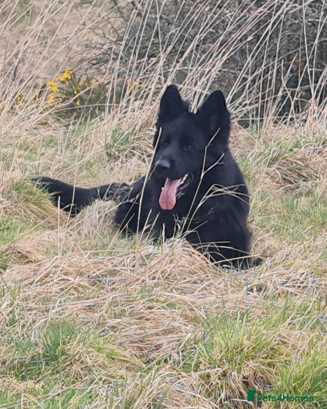 German Shepherd dogs for sale: German Shepherd Long Hair Black Litter  - Advert 15