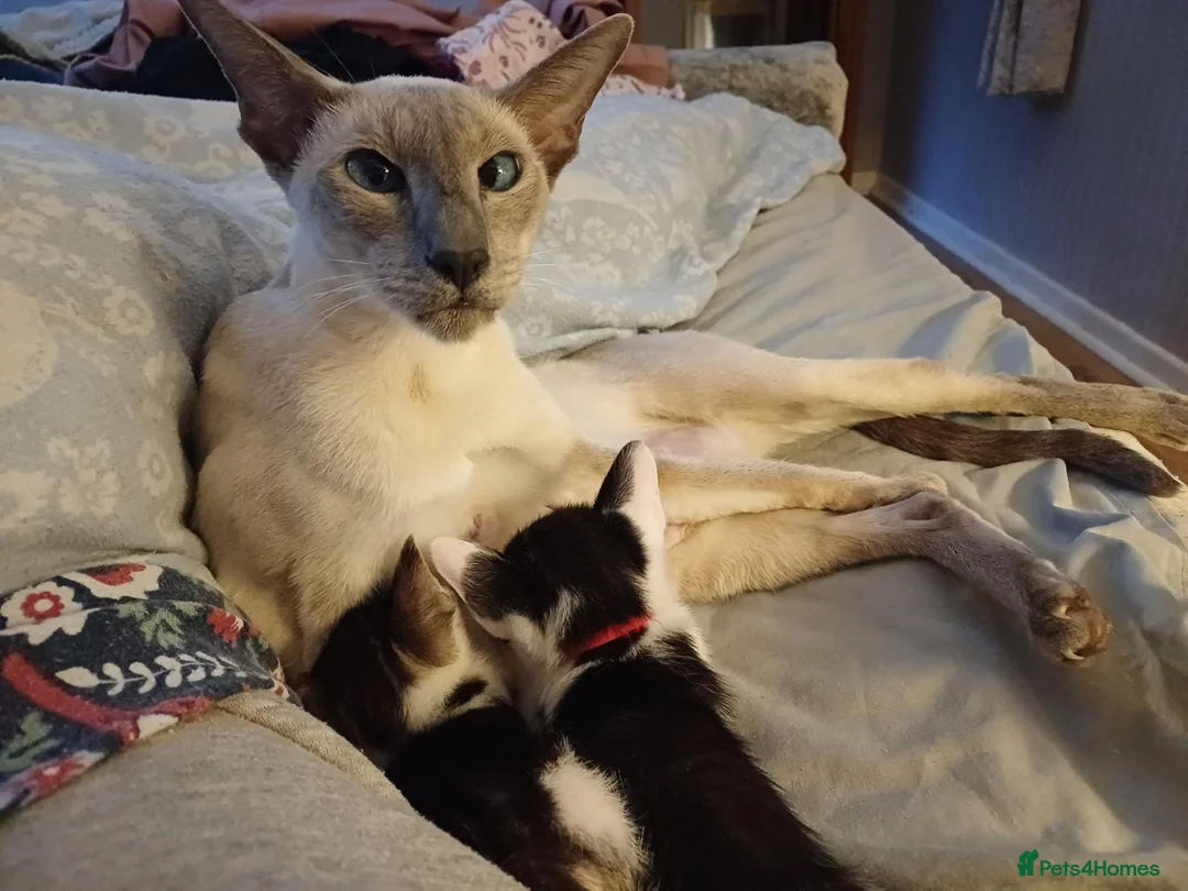 Mixed Breed cats for sale: Siamese x kittens - Advert 1