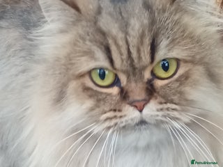 Persian cats - Advert 2