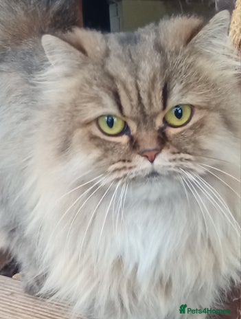 Persian cats - Advert 1