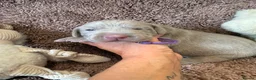 Weimaraner dogs for sale: Weimaraner Silver Grey Girl Pups - Ganult showline - Advert 23