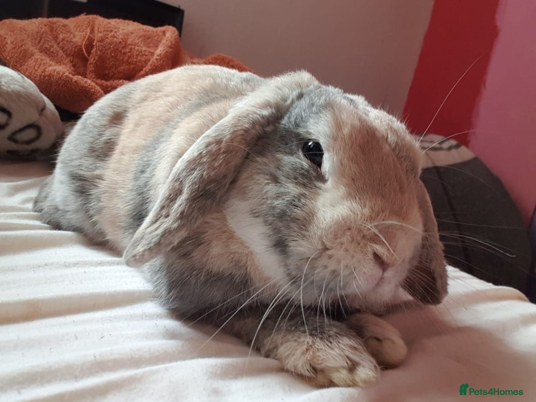 Mini Lop rabbits for sale: Piglet, Stanley and freddy - Advert 5