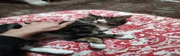 Domestic Shorthair cats for sale: Beautiful 5yo Female Tabby Cat Free to Loving Home - Advert 5