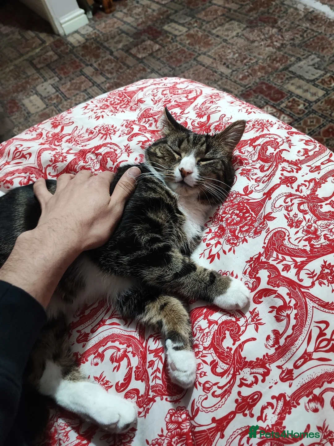 Domestic Shorthair cats for sale: Beautiful 5yo Female Tabby Cat Free to Loving Home - Advert 5