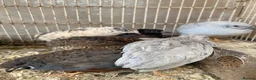 Mixed Breed poultry for sale: Beautiful Quals and Quals and chicken - Advert 24