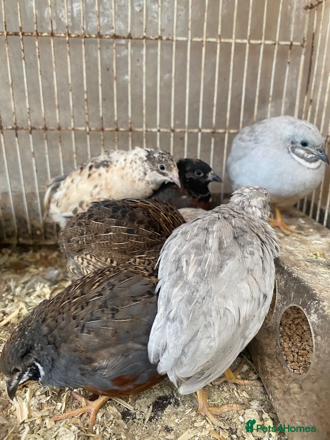 Mixed Breed poultry for sale: Beautiful Quals and Quals and chicken - Advert 24
