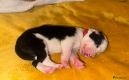 Border Collie dogs for sale: 7 beautiful border collie pups  - Advert 9
