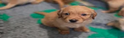 Golden Retriever dogs for sale: Selective litter from health tested parents - Advert 1