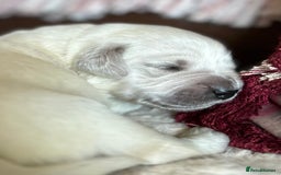 Golden Retriever dogs for sale: 1 Male Puppy Available  - Image 11