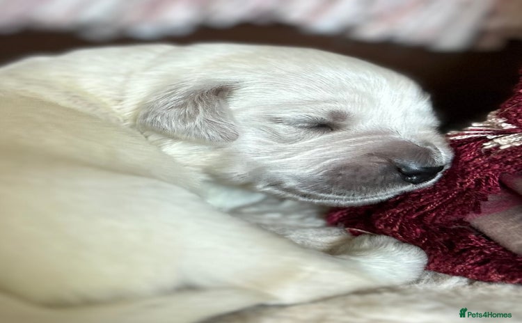 Golden Retriever dogs - Advert 7