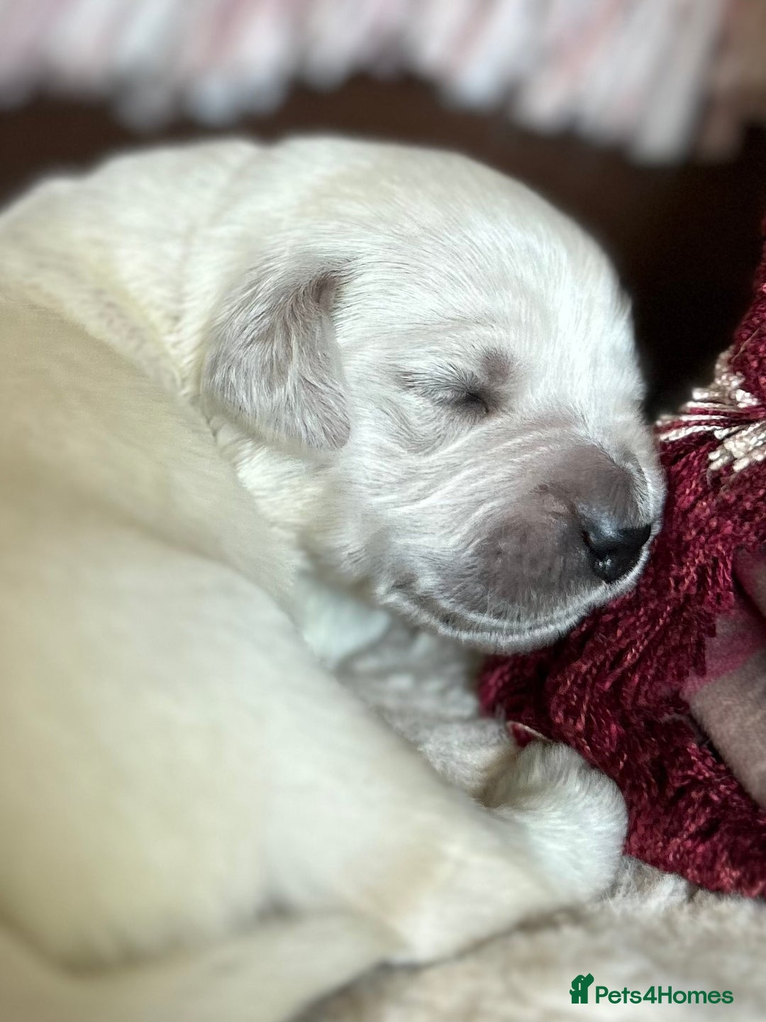 Golden Retriever dogs for sale: 1 Male Puppy Available  - Image 11