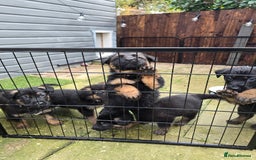 German Shepherd dogs for sale: Chunky German shepherd puppies for sale  - Advert 22