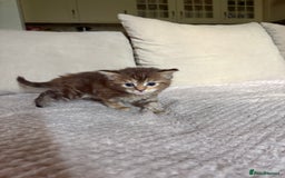 Maine Coon cats for sale: KITTENS FOR SALE - Image 6