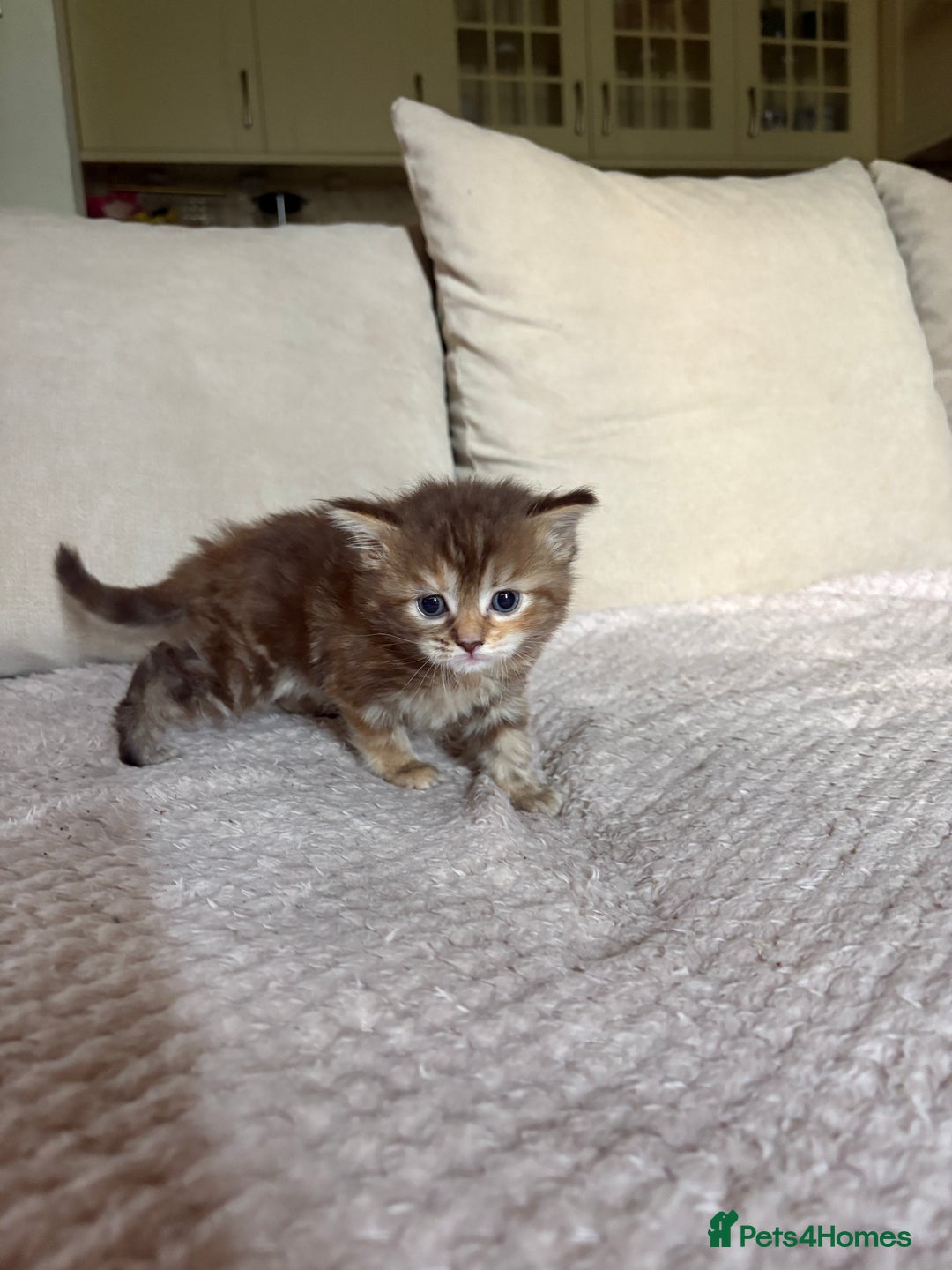 Maine Coon cats for sale: KITTENS FOR SALE - Image 6