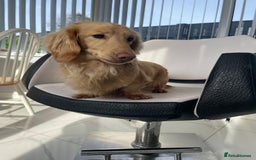 Miniature Dachshund dogs for sale: Kc miniature dachshund cream adult boy  - Image 7
