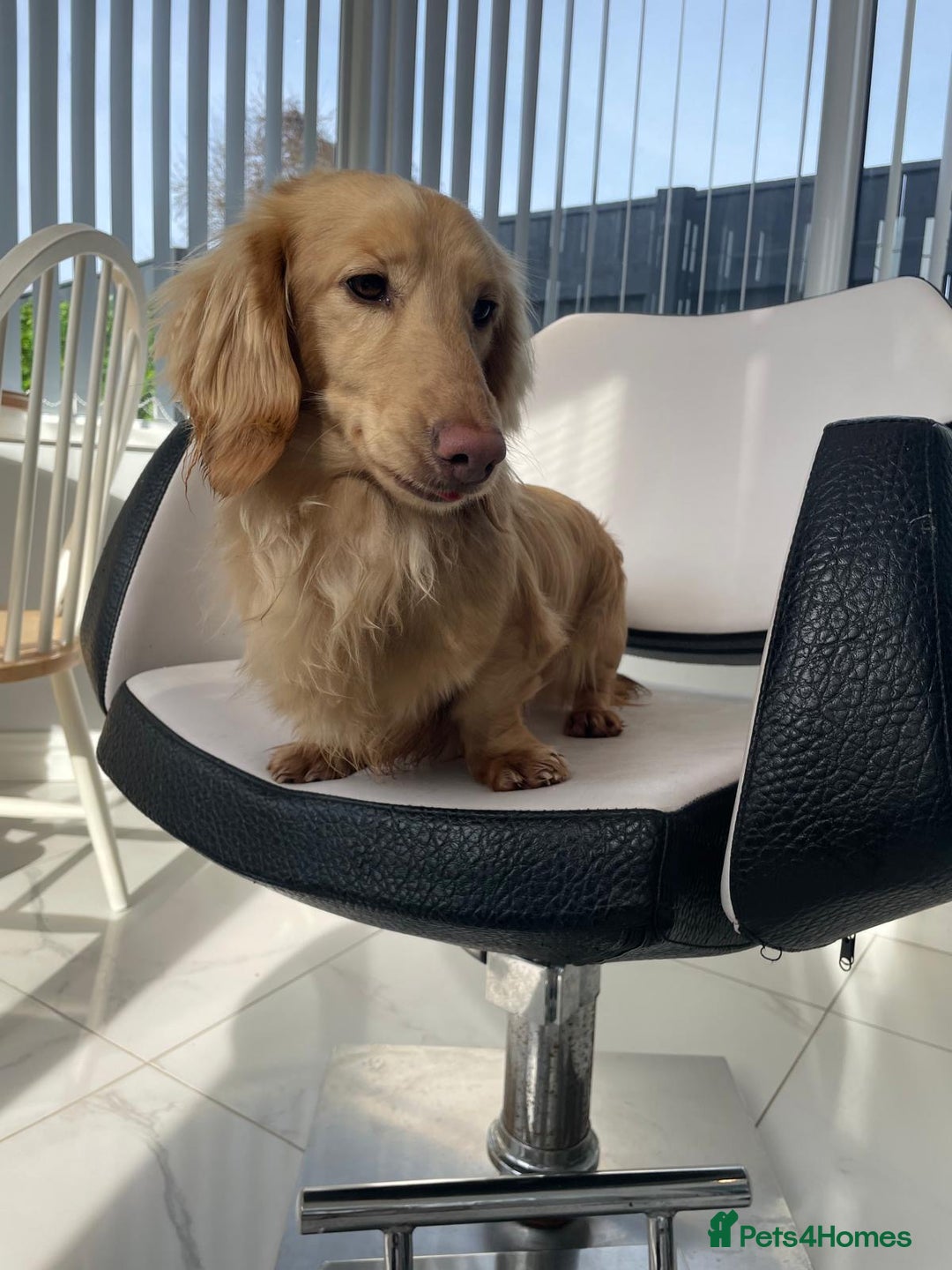 Miniature Dachshund dogs for sale: Kc miniature dachshund cream adult boy  - Image 7