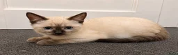 Ragdoll cats for sale: Beautiful Ragdoll Cross Kitten – Blue Eyes - Advert 1