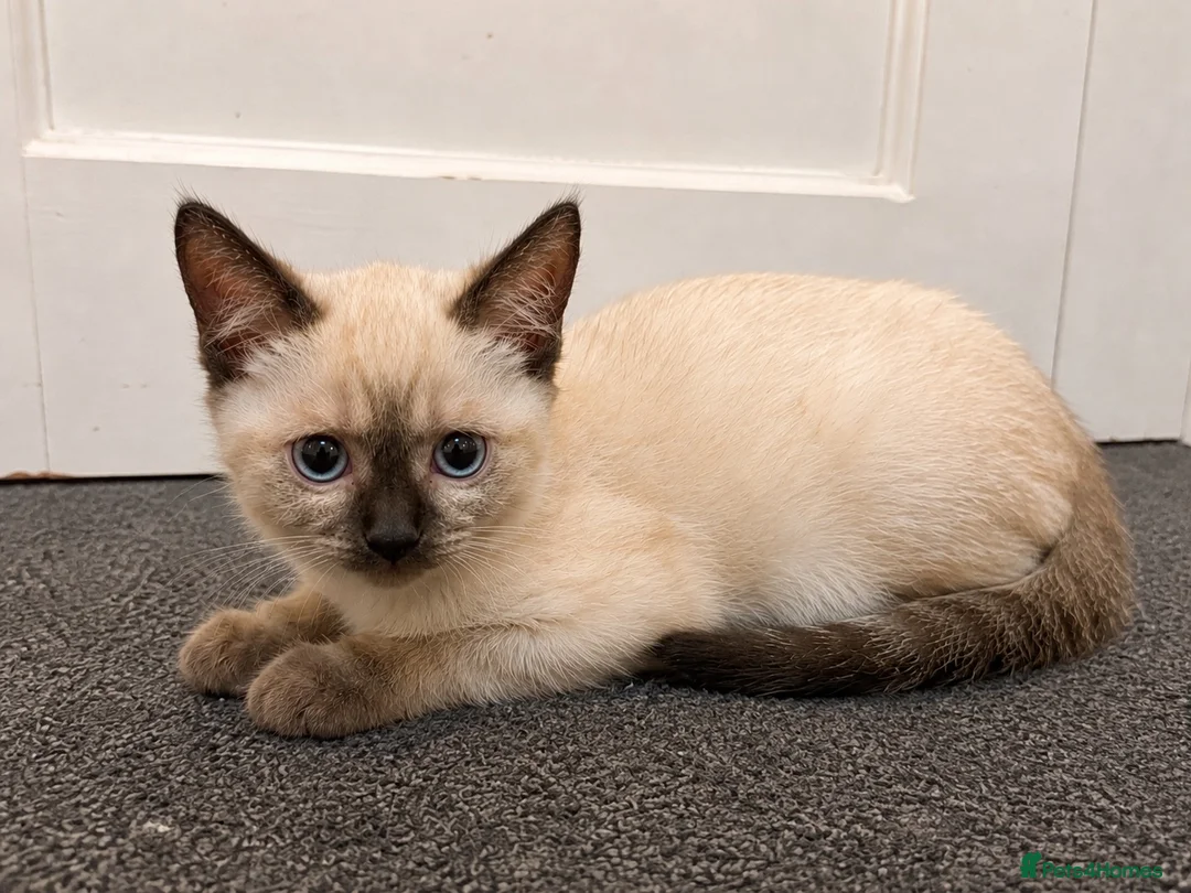 Ragdoll cats for sale: Beautiful Ragdoll Cross Kitten – Blue Eyes - Advert 1