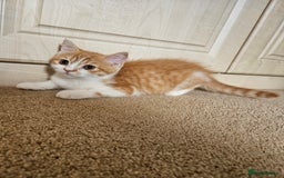 Scottish Fold cats for sale: Adorable Scottish fold Straight Ears Kittens - Image 11