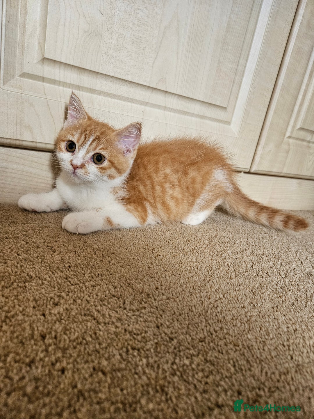 Scottish Fold cats for sale: Adorable Scottish fold Straight Ears Kittens - Image 11