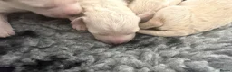Poochon dogs for sale: Outstanding F1 health tested puppies - Advert 7