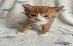 Maine Coon cats for sale: Main coon x  - Image 11