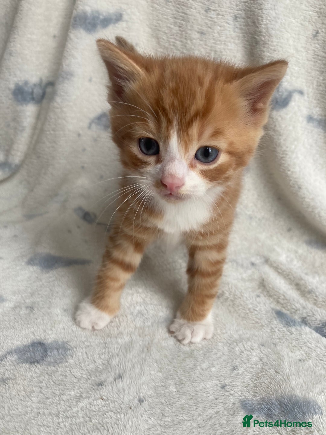 Maine Coon cats for sale: Main coon x  - Image 11