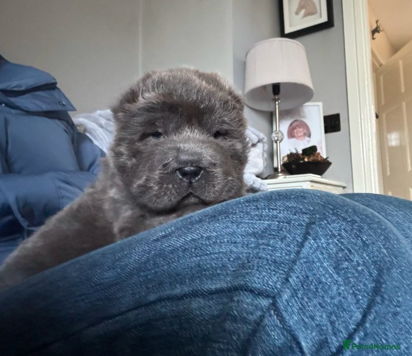 Shar Pei dogs Bear coat shar pei blue girl  - Advert 11