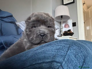 Shar Pei dogs Bear coat shar pei blue girl - Advert 17