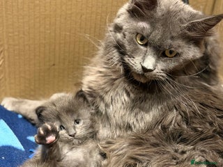 Maine Coon cats XXL MAINECOON MALE KITTENS - Advert 15