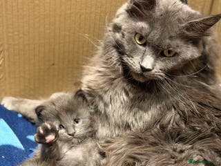 Maine Coon cats XXL MAINECOON MALE KITTENS - Advert 15