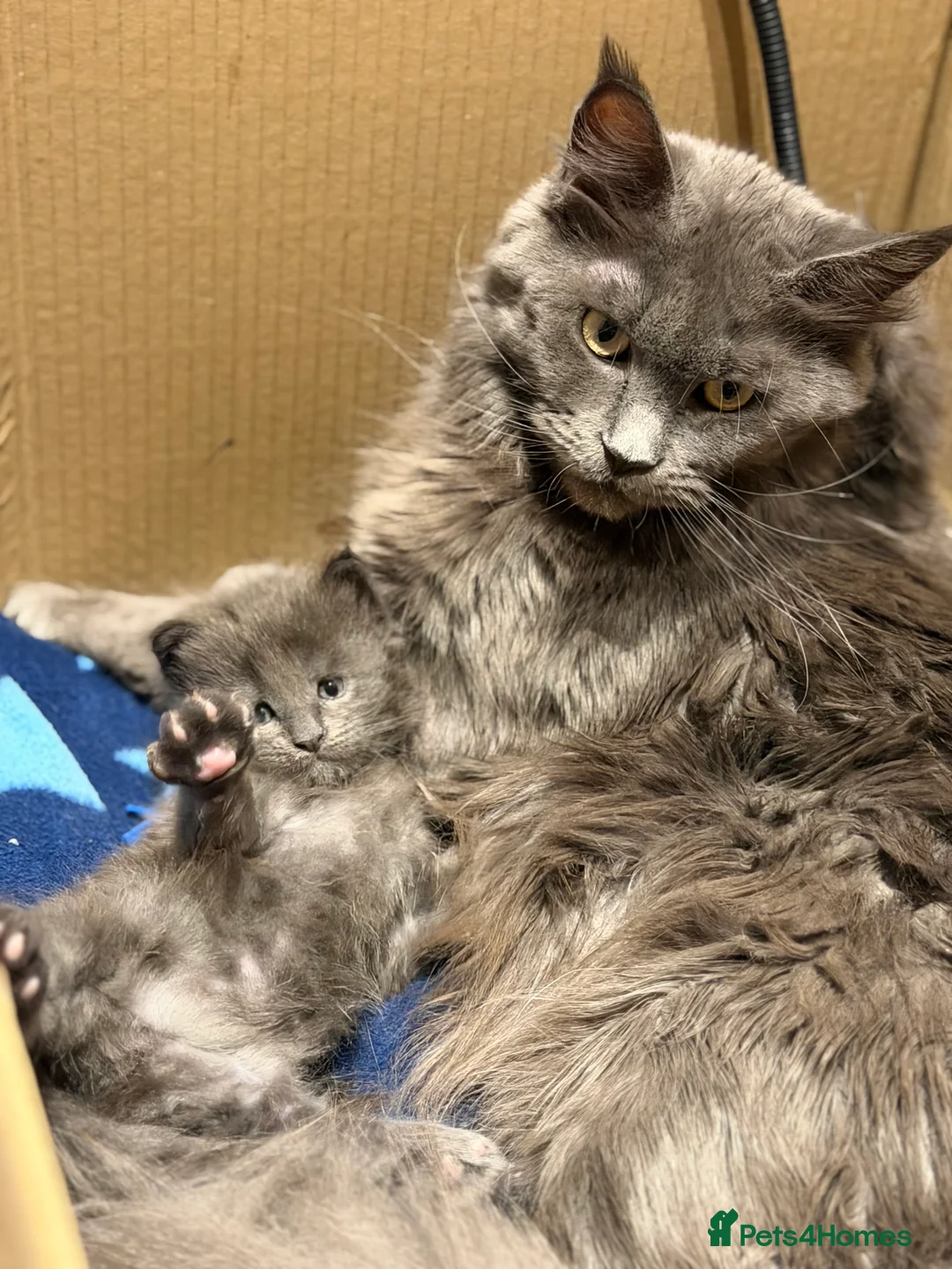 Maine Coon cats for sale: XXL MAINECOON MALE KITTENS  - Advert 5